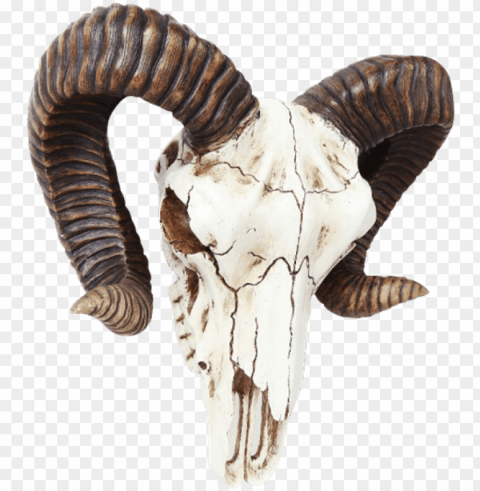 ram skull wall decoration - ram skull buckle ClearCut Background PNG Isolation