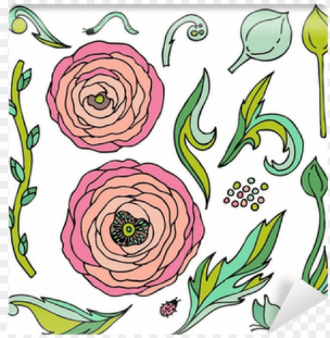 Ranunculus-rose Flowers Vector Set Wall Mural Pixers - Vector Graphics Isolated Graphic Element In Transparent PNG