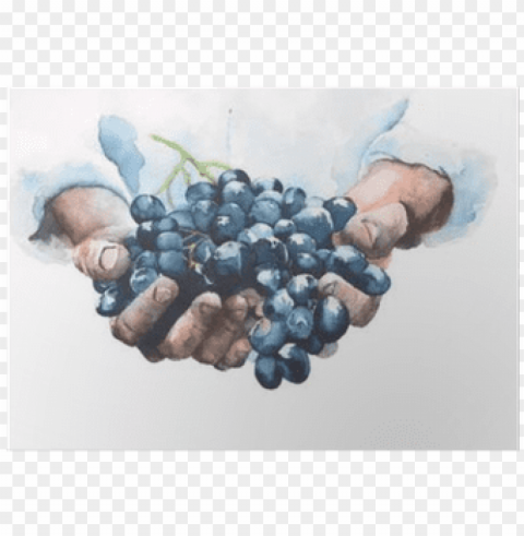 rapes in hands watercolor painting illustration isolated - grapes hands PNG images with transparent canvas assortment PNG transparent with Clear Background ID a207e9e2