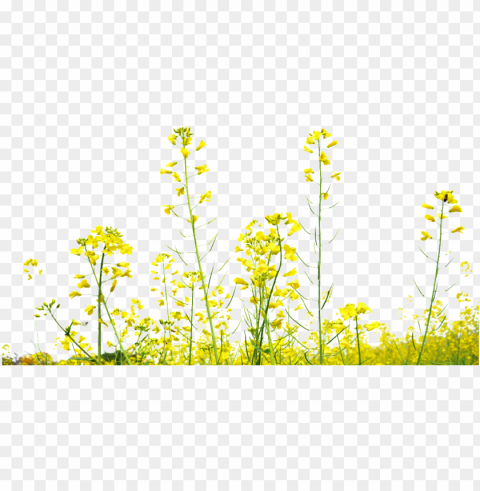 rapeseed flower field decoration under - mustard yellow flower Transparent Cutout PNG Isolated Element