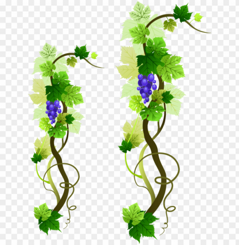 rapevine picture - sample first holy communion invitatio Free transparent PNG PNG transparent with Clear Background ID 335e6c7d