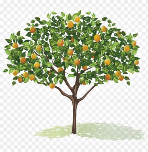 raphic freeuse stock fruit trees clipart - trees with flowers and fruits drawi HighQuality PNG Isolated on Transparent Background