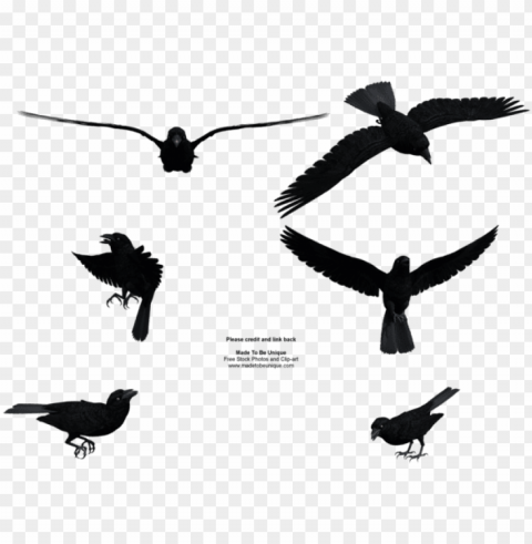 raphic library free raven clipart - flying crow PNG files with transparent backdrop complete bundle PNG transparent with Clear Background ID 397e4a3a