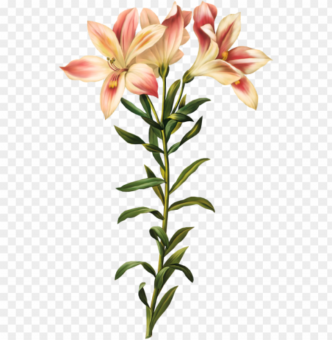 raphic library stock lily of the incas printmaking - peruvian lily botanical drawi PNG Image Isolated on Transparent Backdrop