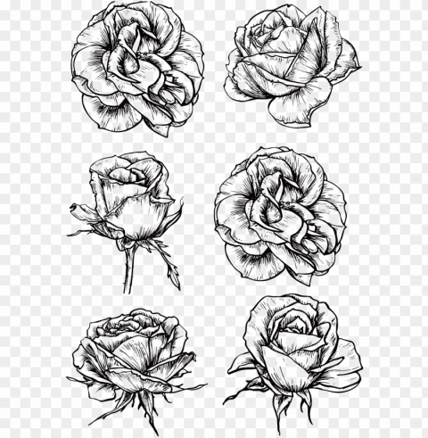 raphic rose flower black and white roses transprent - black and white roses PNG transparent graphics for download