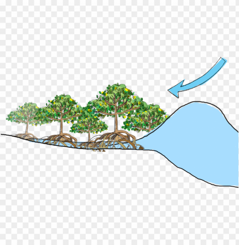 raphic royalty free download mangrove forest ecosystem - mangrove tsunami Isolated Design Element in Clear Transparent PNG PNG transparent with Clear Background ID aa3160ab