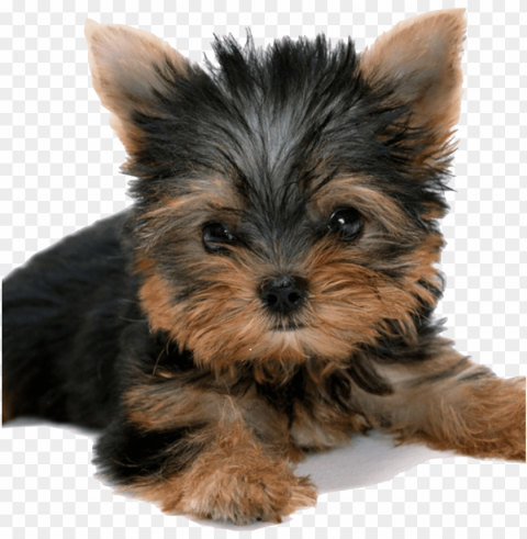 raphic royalty free stock shepuppy healthy for happy - do cachorro yorkshire filhote Clear PNG image PNG transparent with Clear Background ID 57f141c1