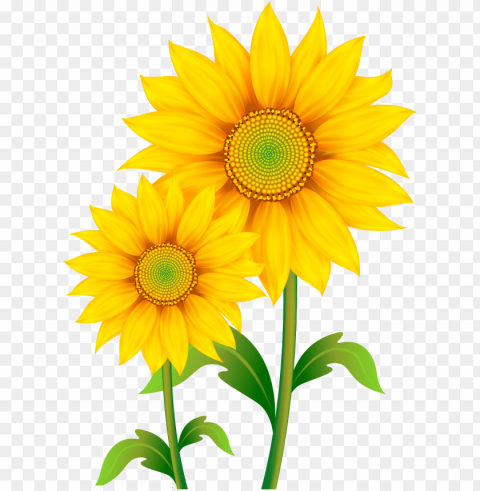 raphic royalty free stock sunflowers clipart image - transparent sunflower clipart PNG format with no background