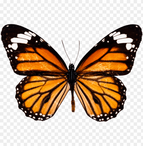 raphic transparent download monarch butterfly insect - monarch butterfly PNG Image with Clear Isolation PNG transparent with Clear Background ID 6aa00ce5