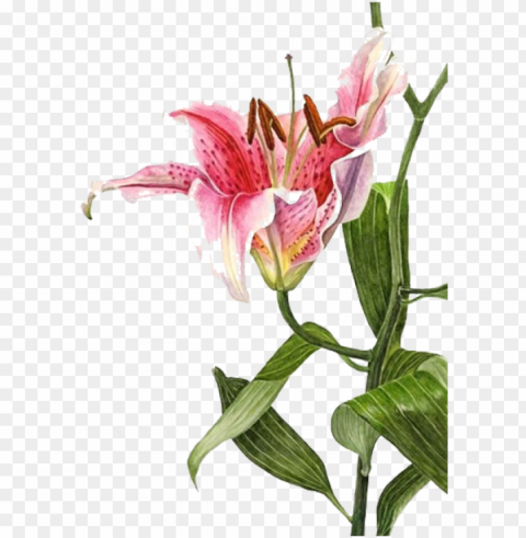 raphic transparent stock lilium bulbiferum watercolor - lily botanical painti PNG Image Isolated with HighQuality Clarity