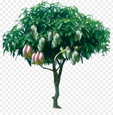 raphic tree fruitful transprent free download - gambar pohon mangga berbuah Transparent PNG Isolated Illustration