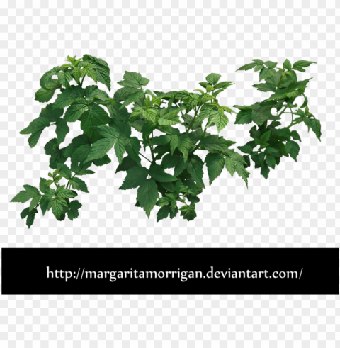 raspberry bush by margaritamorrigan by margarita-morrigan - bush leaves Isolated Character on HighResolution PNG