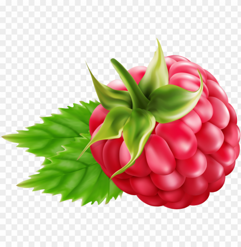 raspberry clipart Clear PNG pictures assortment