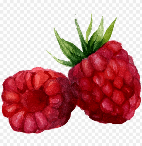 raspberry watercolor PNG images with alpha transparency wide selection