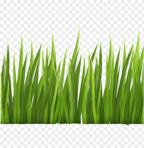 rass clipart clear - clipart transparent grass PNG files with no background assortment