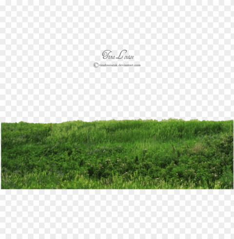 rass photoshop photoshop help photoshop photography - grass Transparent PNG Isolated Graphic Element