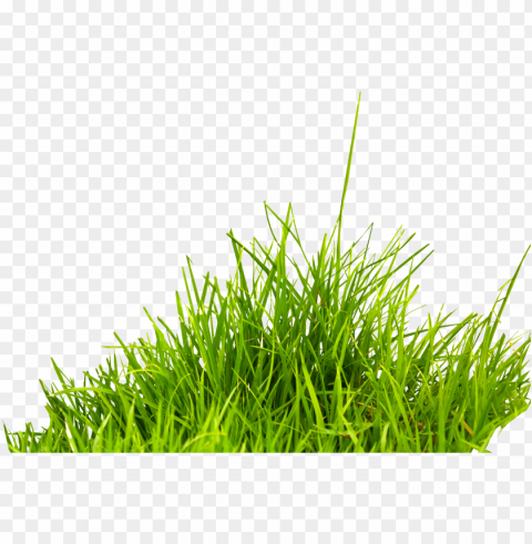 rass image green grass picture - grass PNG images with no background assortment