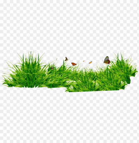 rass image green grass picture - grass PNG high resolution free