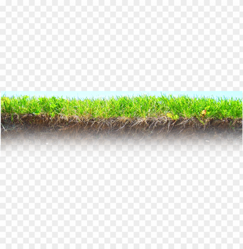 rass roots - roots underground Transparent PNG Isolated Graphic with Clarity PNG transparent with Clear Background ID 8add9c34