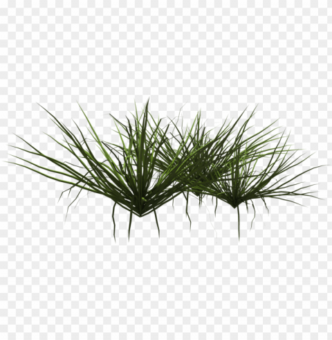 rass shrub - grass shrubs PNG images with no background necessary