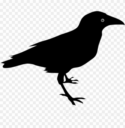 raven PNG transparent photos extensive collection PNG transparent with Clear Background ID f0ff2058