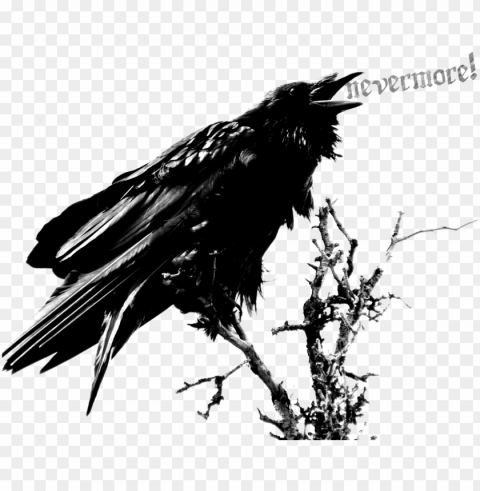 raven PNG images with alpha channel selection PNG transparent with Clear Background ID 50a8a121