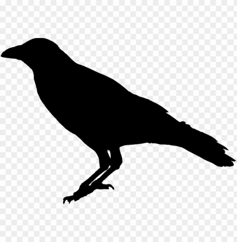 raven bird image - background raven Transparent PNG Isolated Subject