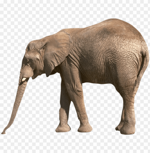 reading comprehension about animals for grade 3 PNG Image with Isolated Element PNG transparent with Clear Background ID 918b009c