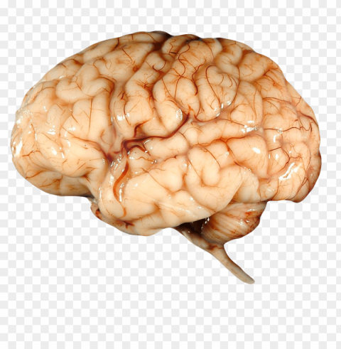 Real Brain PNG Objects