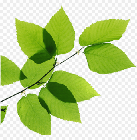 real leaves transparent image - green leaves transparent PNG with Isolated Object and Transparency