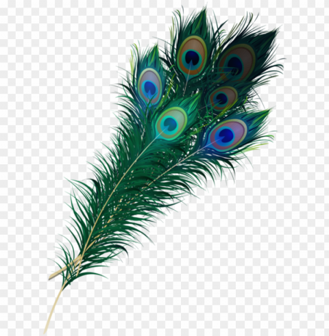 real peacock feather HighResolution PNG Isolated Artwork