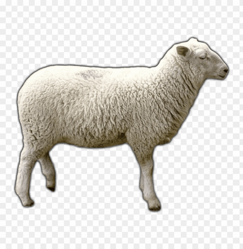 real sheep Transparent PNG Isolated Graphic with Clarity