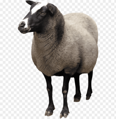 real sheep Transparent PNG Isolated Illustration