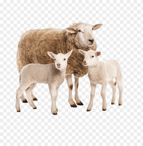 real sheep Transparent PNG Isolated Illustrative Element