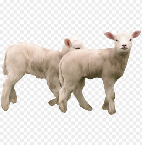 Real Sheep Transparent PNG Isolated Item