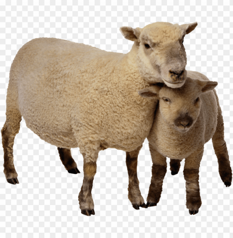 real sheep Transparent PNG Isolated Object