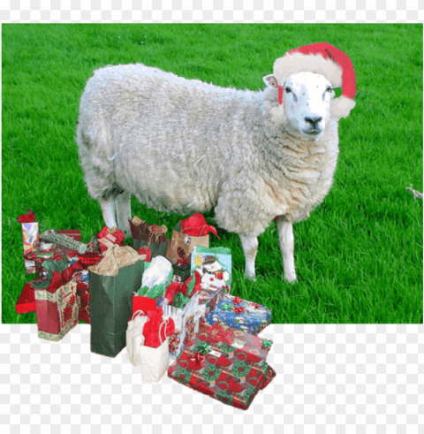 real sheep Clean Background Isolated PNG Image