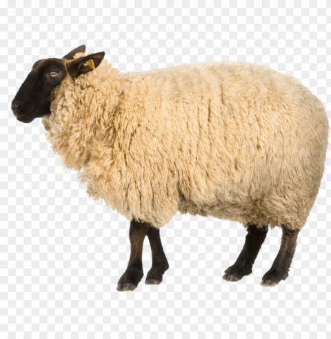 real sheep Clean Background PNG Isolated Art