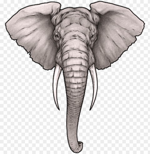 realistic elephant face drawing Transparent PNG graphics complete collection
