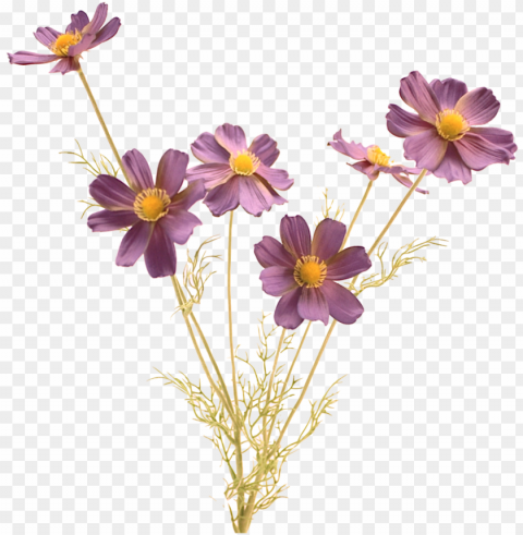 realistic flowers PNG images with alpha channel diverse selection