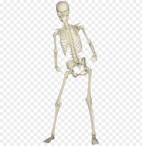 realistic skeleton hips and legs image download - skeleton leg PNG for free purposes