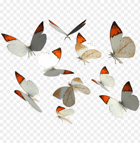 reat orange tip butterfly by madetobeunique on - butterfly deviantart Transparent Background PNG Isolated Illustration