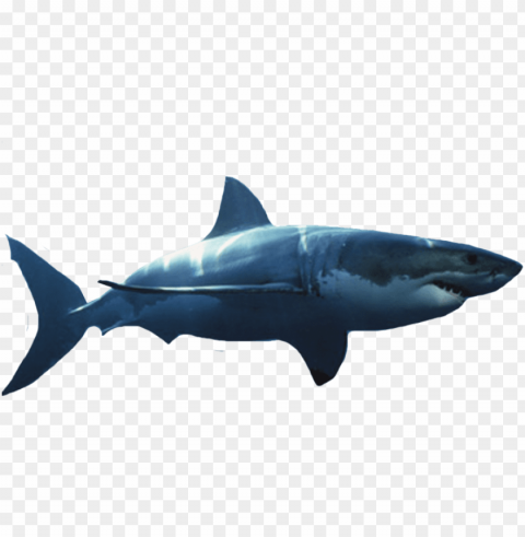 reat white shark - great white shark transparent background PNG file without watermark