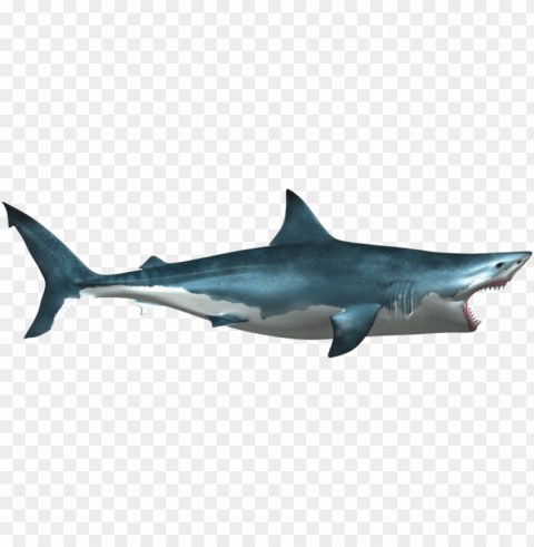 reat white shark sharks clip art shark illustrations - shark Isolated Subject in Transparent PNG