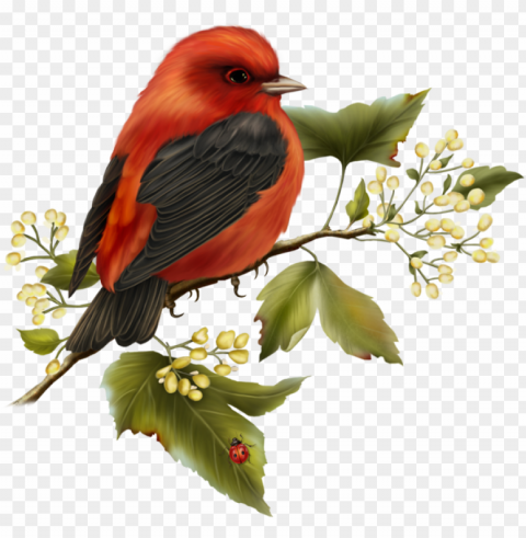 red and black bird free clipart - free clip art birds Isolated Artwork on Transparent PNG