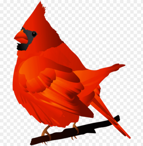 Red Bird Transparent PNG With Clear Background Extensive Compilation