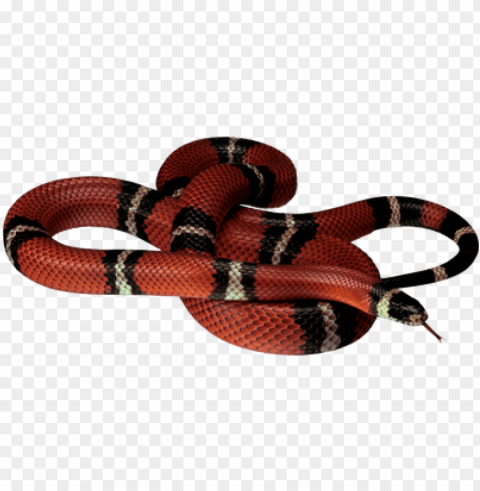 red black snake - coral snake clear background Transparent image