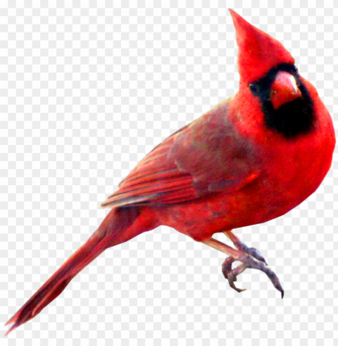 red carainal bird - red cardinal bird Clean Background Isolated PNG Art