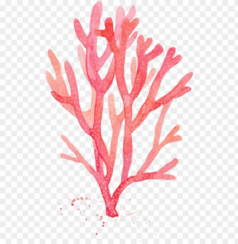 red coral watercolor painting drawing algae - corail aquarelle Transparent PNG illustrations
