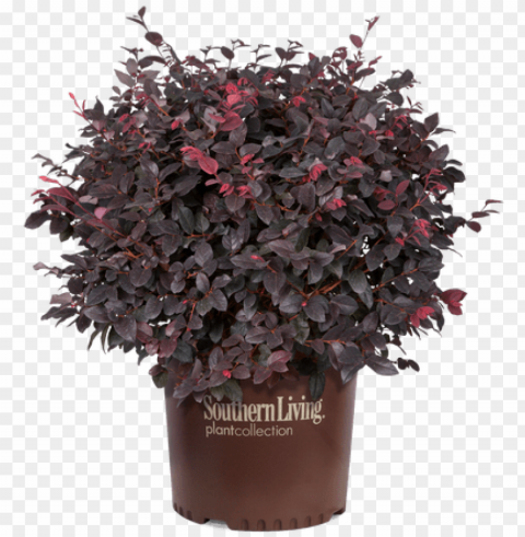 red diamond loropetalum in branded pot - red diamond mid-sized loropetalum evergreen shrub PNG files with clear backdrop assortment PNG transparent with Clear Background ID 6b949ec2